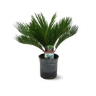 Cycas revoluta - palmier - ↕ 50-60 cm - ⌀ 15 cm - plante d'extérieur