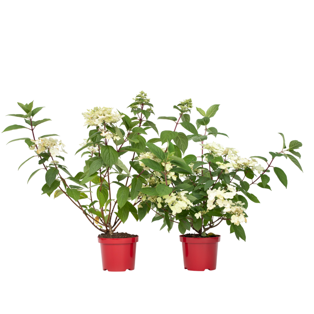 Hortensia - set de 2 - hydrangea paniculata 'wim's red' - h25-40cm - ⌀19cm