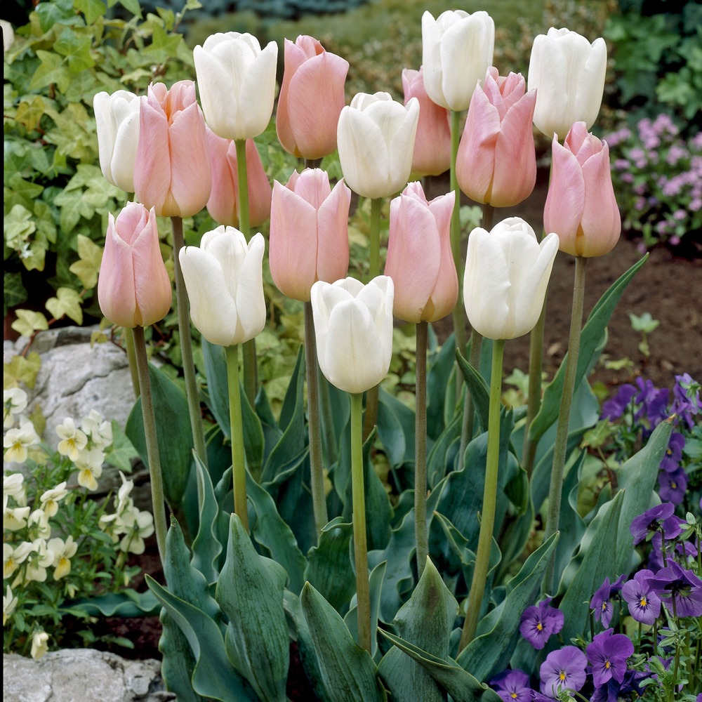 10 tulipes sweet candy en mélange - le sachet de 10 bulbes / circonférence 12cm+
