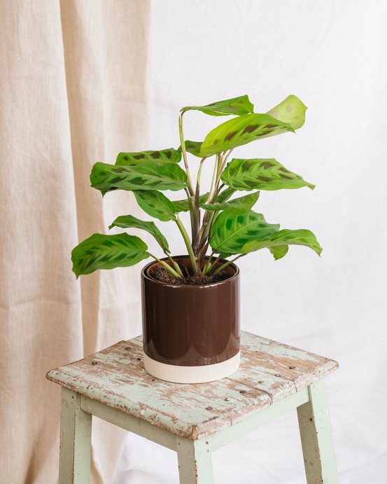 Maranta kerchoveana 30cm - plante d'intérieur