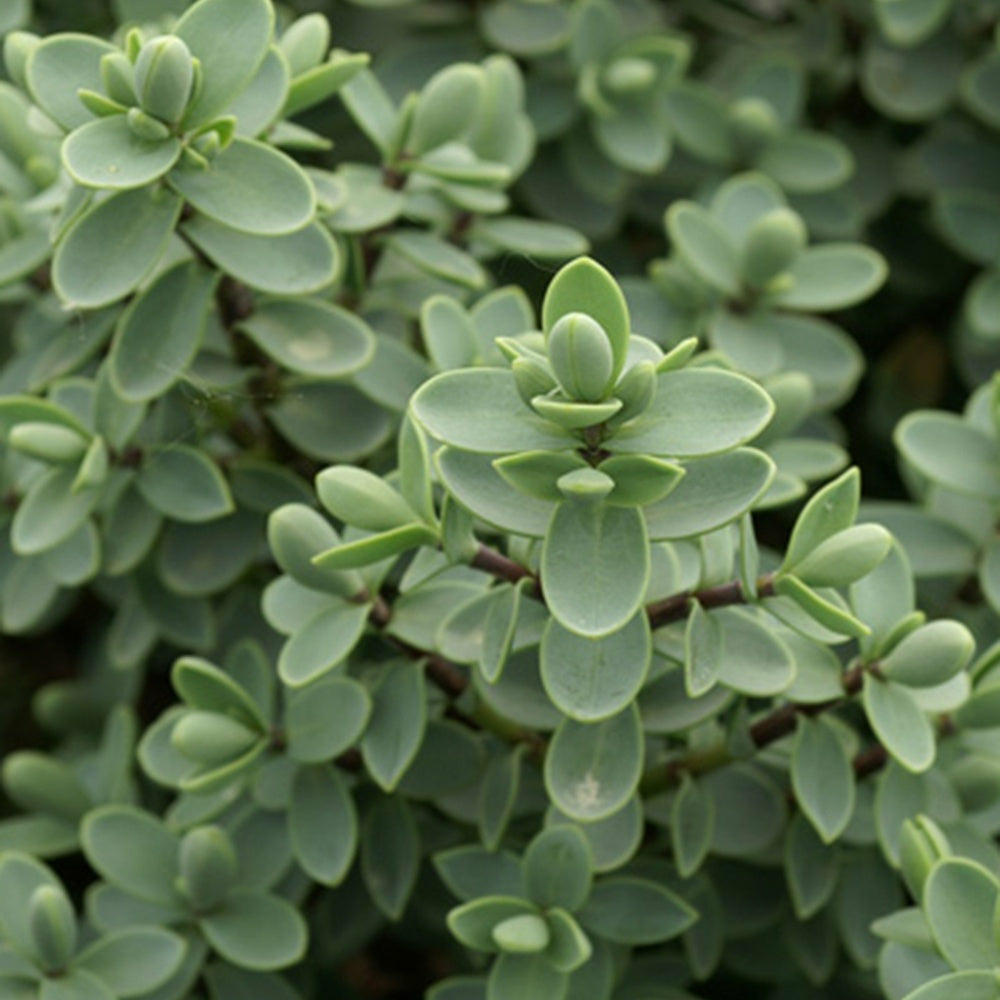 Véronique arbustive - le pot / 8cm