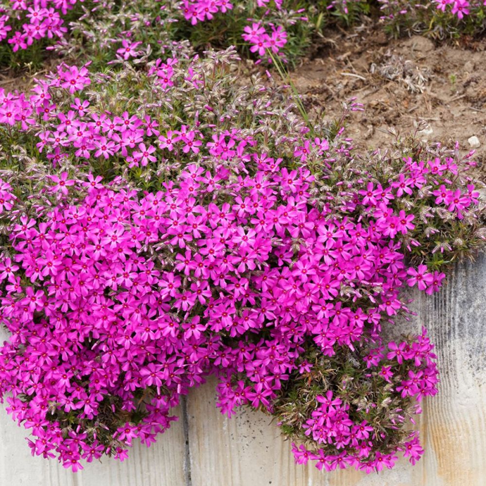 Phlox mousse 'scarlet flame' pot de 2l/3l
