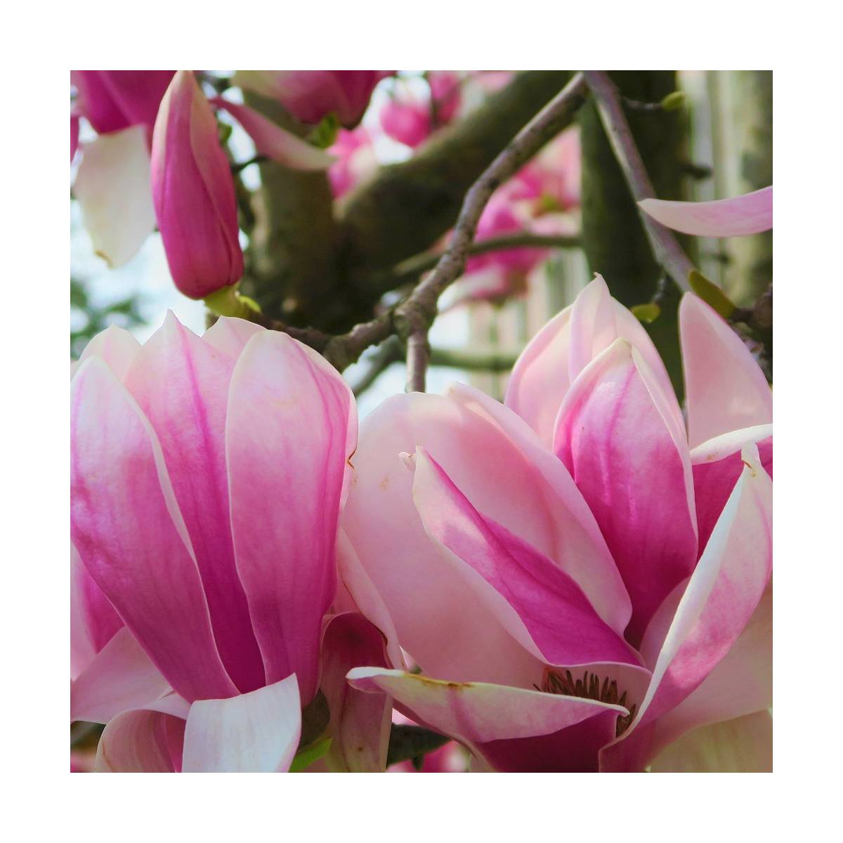 Magnolia x heaven scent/magnolia x heaven scent[-]pot de 7,5l - 60/80 cm