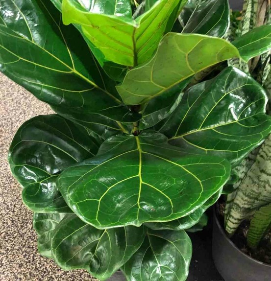 Ficus lyrata (ficus lyre) pot de 50l - 150/175cm