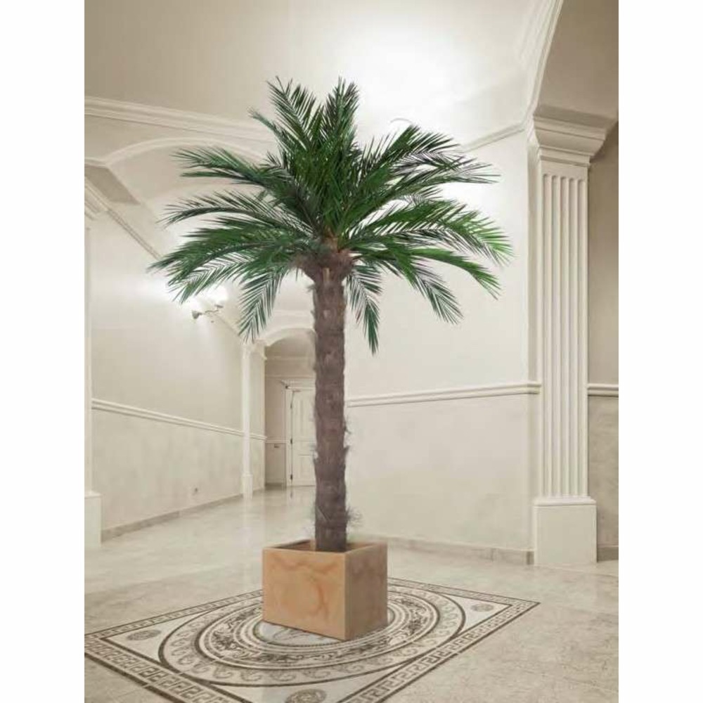 Palmier phoenix naturel stabilisé 180 cm