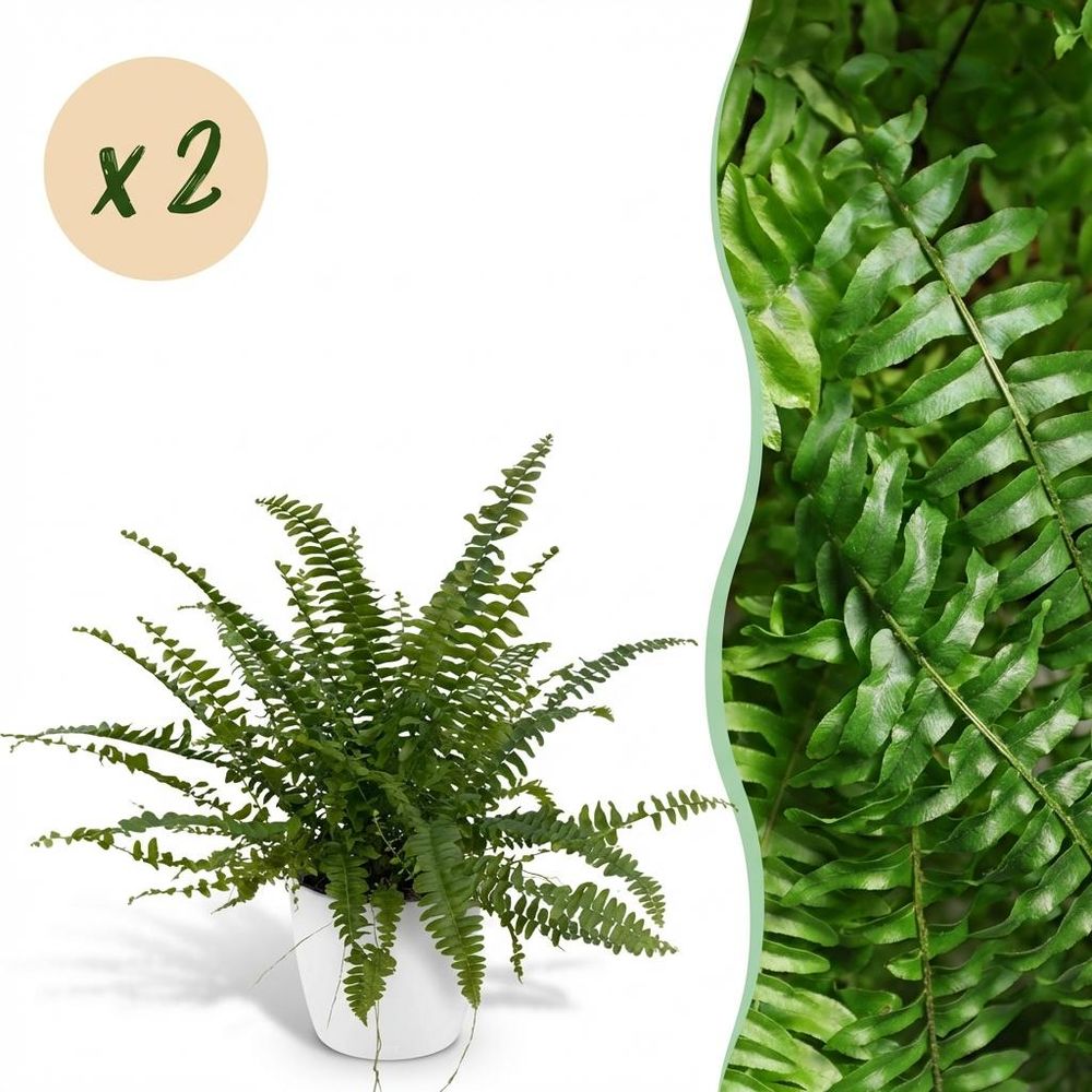 Nephrolepsis exaltata green lady - pet-friendly - pot de 12cm - hauteur 25-30cm - plantes d'intérieur