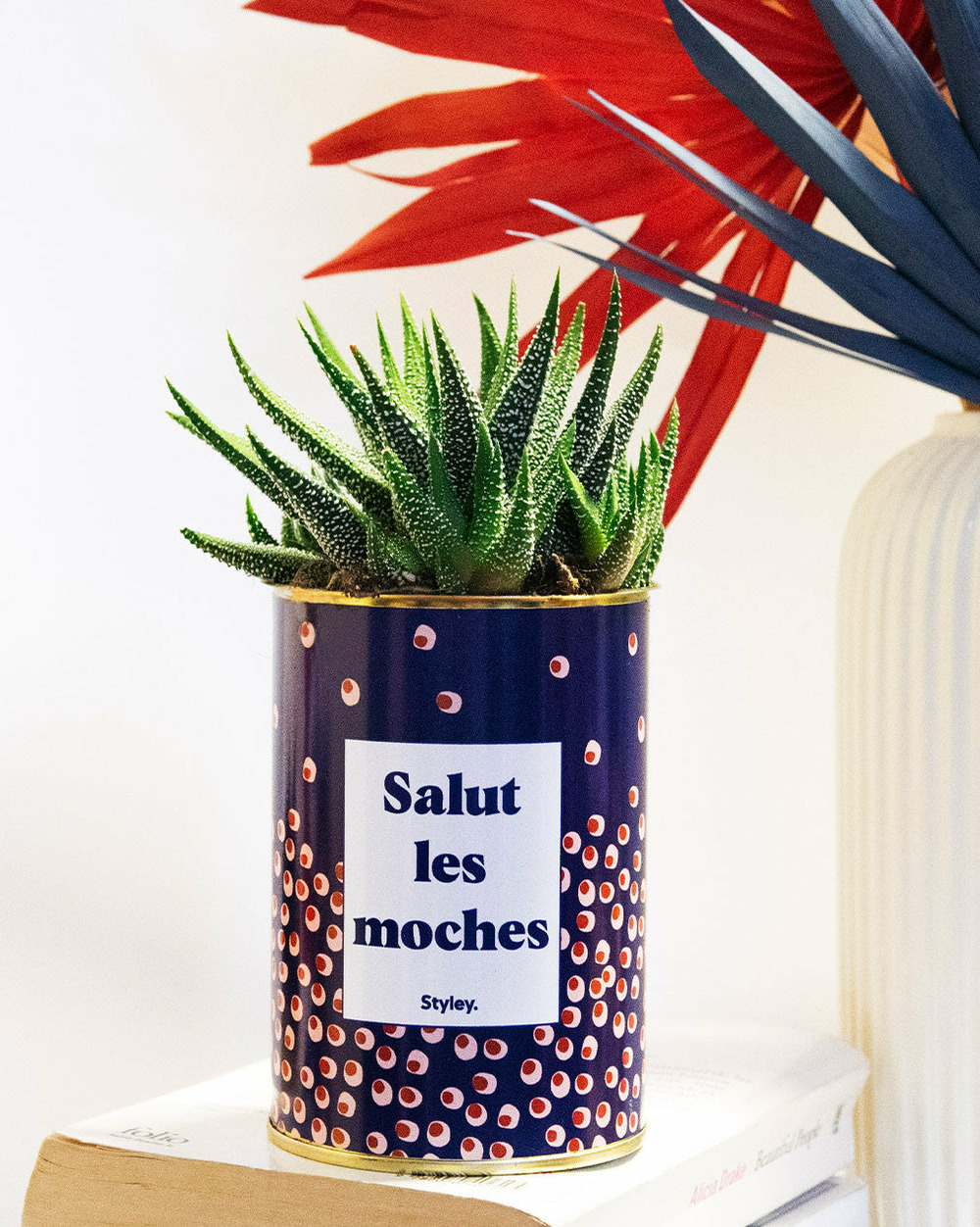 Idée cadeau - salut les moches - cactus