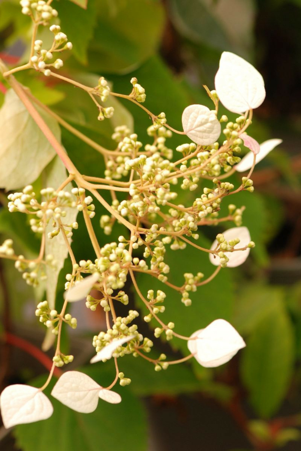 Hydrangea seemanii - en pot de 3 litres