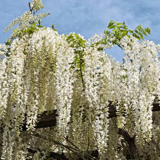 Glycine - wisteria sinensis alba 70cm