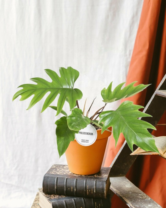 Philodendron mayoi 35cm - plante d'intérieur