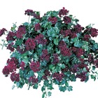 Geranium rouge lie de vin - 3 godets plante annuelle