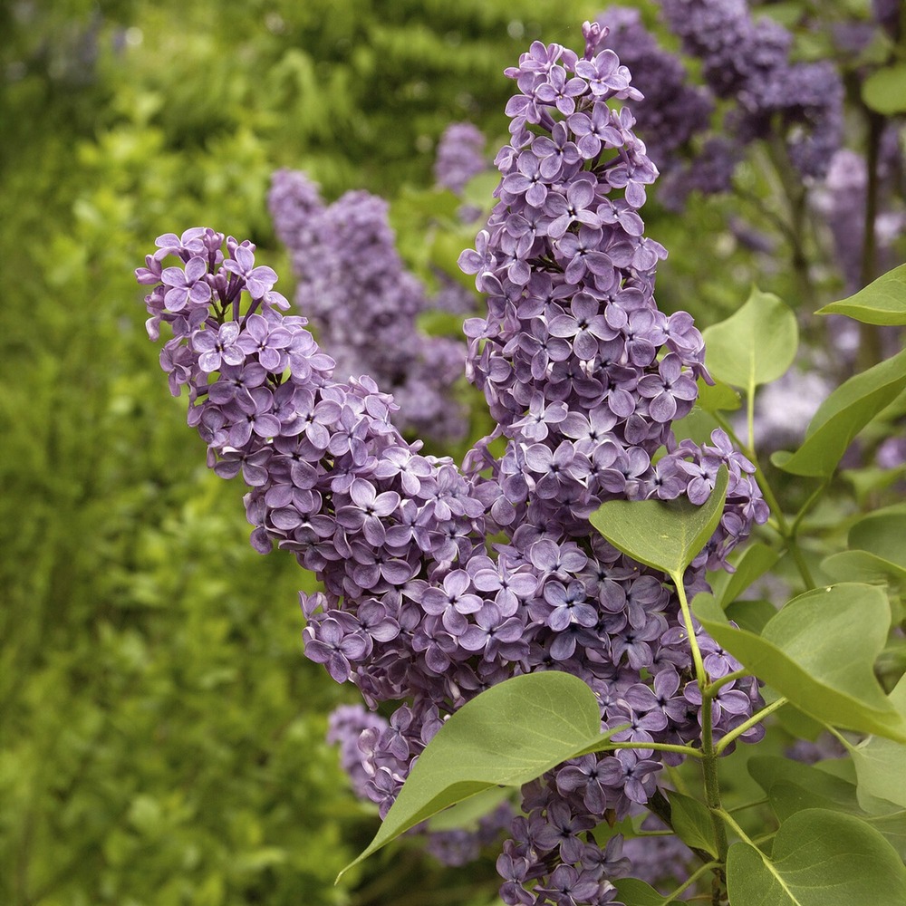 Lilas double lilas - le pot / ø 9cm / hauteur livrée environ 20cm