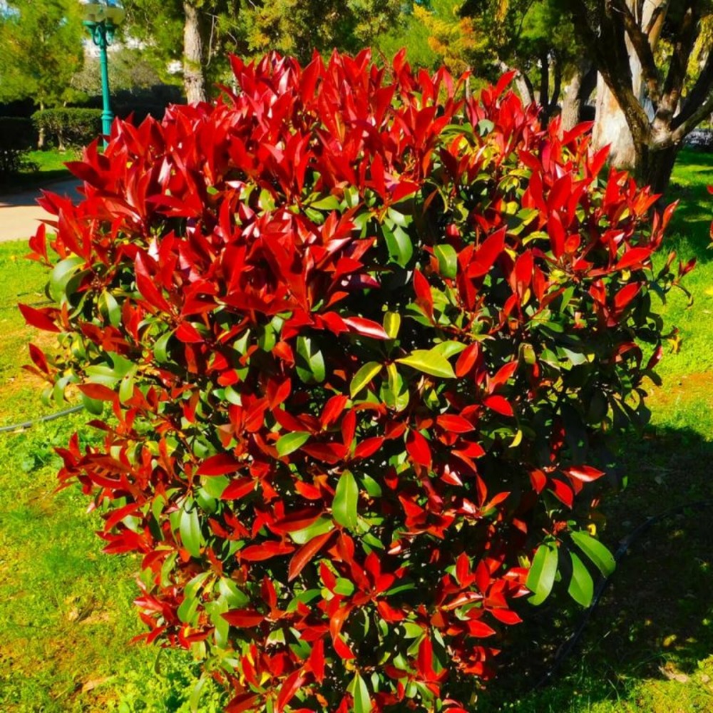 Photinia de fraser 'robusta compacta' (photinia x fraseri 'robusta compacta')