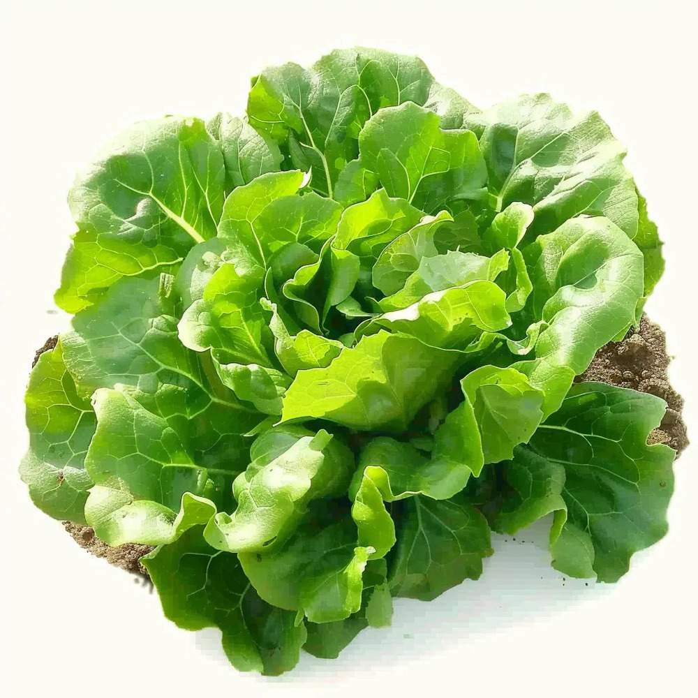 100 graines de laitue sucrine - semisauvage permaculture