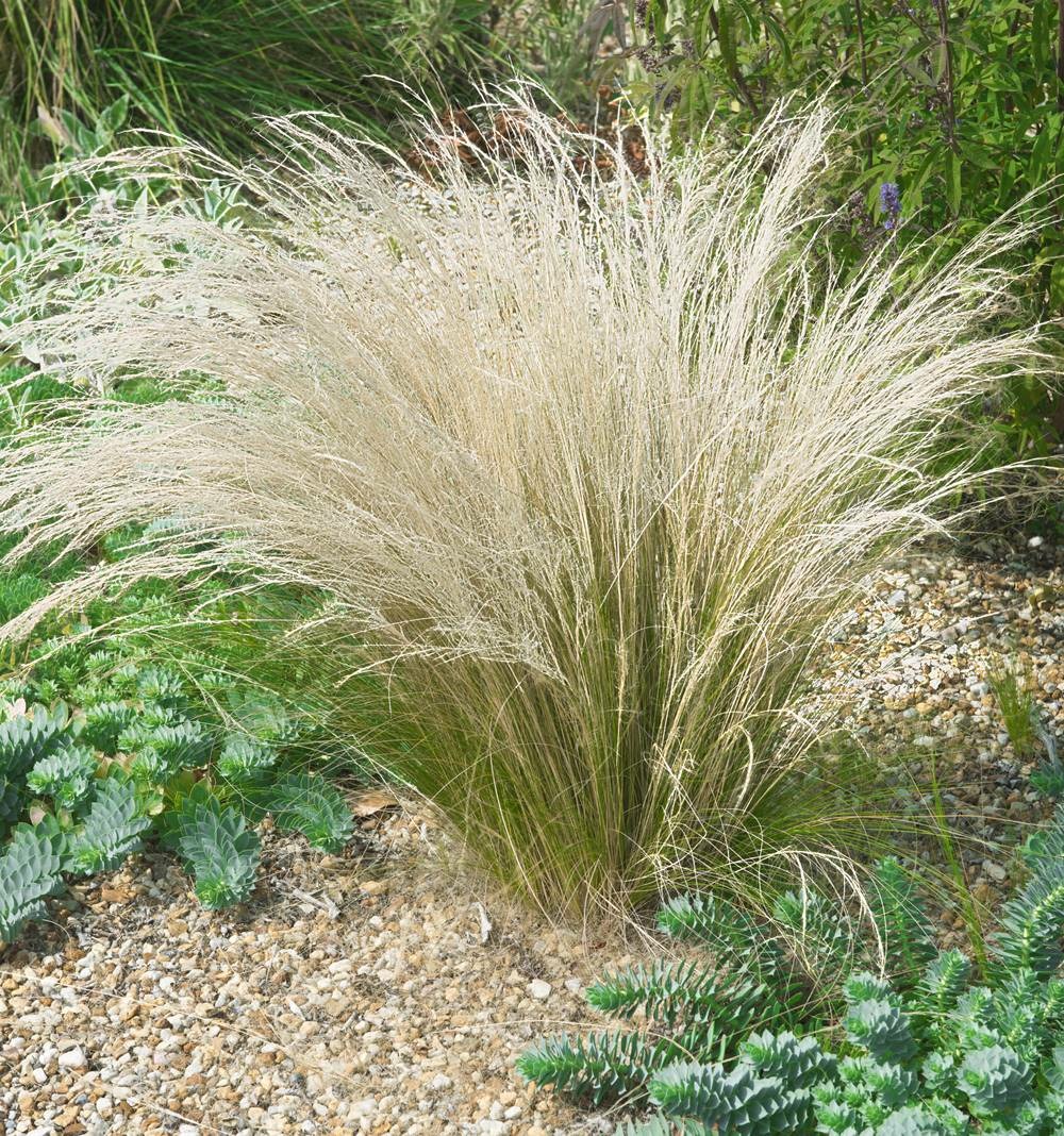 Stipa - 3 godets
