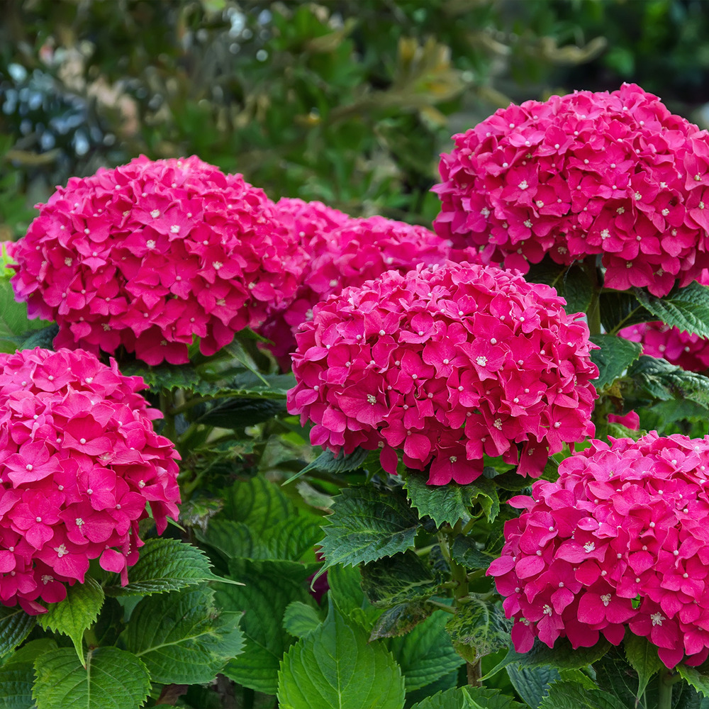 Hortensia 'eughen hahn' pot de 2l/3l