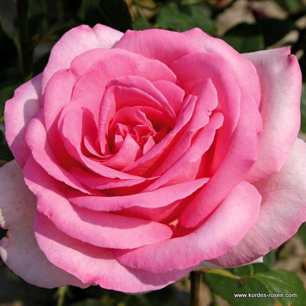 2 x kordes eleganza® rosier - rosa 'sweet parole'®
