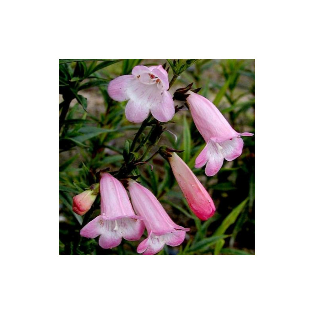 Penstemon apple blossom lot de 5 godets