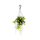 Plante d'intérieur à suspendre - hoya wayetii tricolor - fleur de cire 14cm suspension