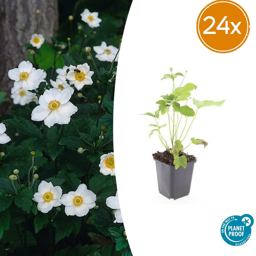 Lot de 24 - anemone hyb. 'honorine jobert' - h10-25 cm
