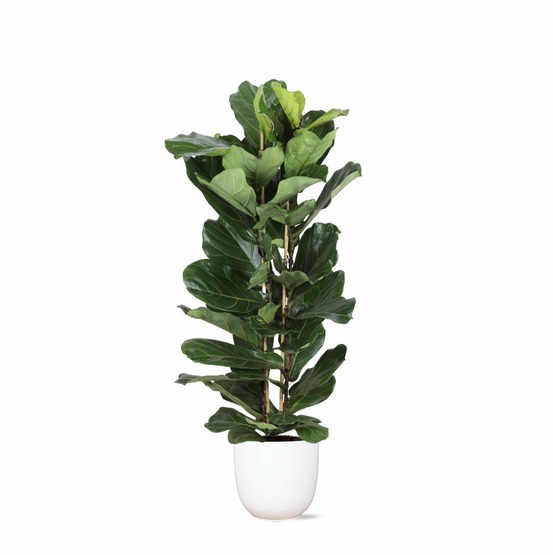 Ficus lyrata et son pot blanc - hauteur 140cm