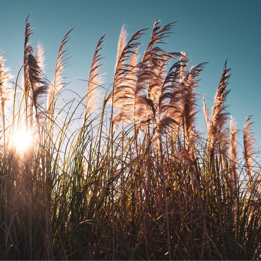 Roseau de chine yaku jima - miscanthus sinensis yaku jima 50/60 cm pot 3l