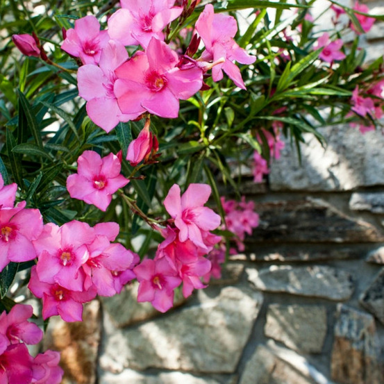 Laurier rose varié pot de 4l - 40/60 cm