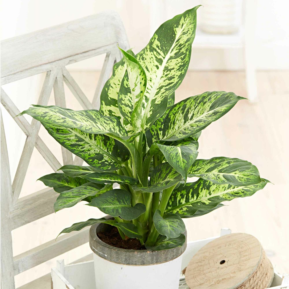 Dieffenbachia sublime - le pot / ø 17cm / hauteur livrée 55-60cm