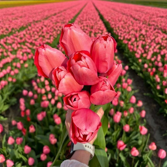 Tulipe pink impression - 15 bulbes