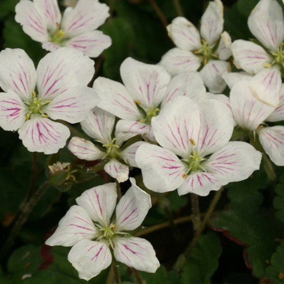 Bec de grue album, erodium lot de 5 godets
