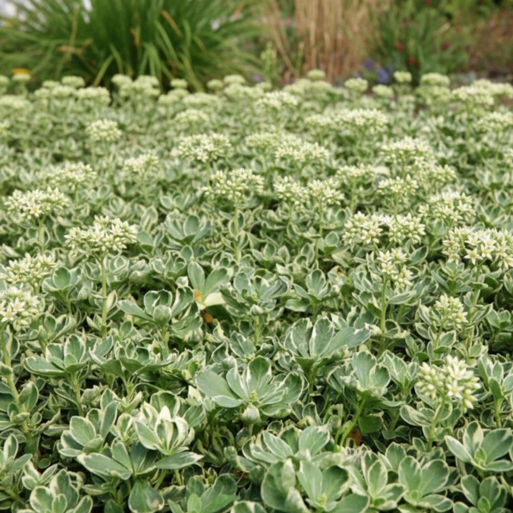 Pachysandre du japon variegata godet - 5/20 cm