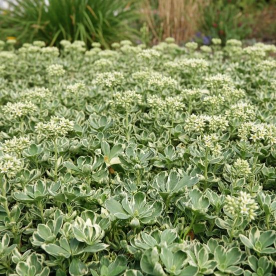 Pachysandre du japon variegata godet - 5/20 cm