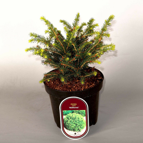 Épicéa commun nidiformis - picea abies nidiformis 10/20 cm pot 2,5l