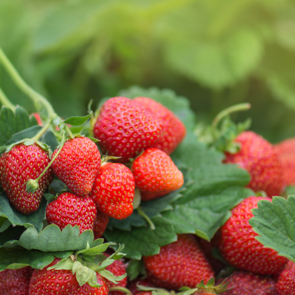 3 plants fraisier rabunda remontant motte 7cm