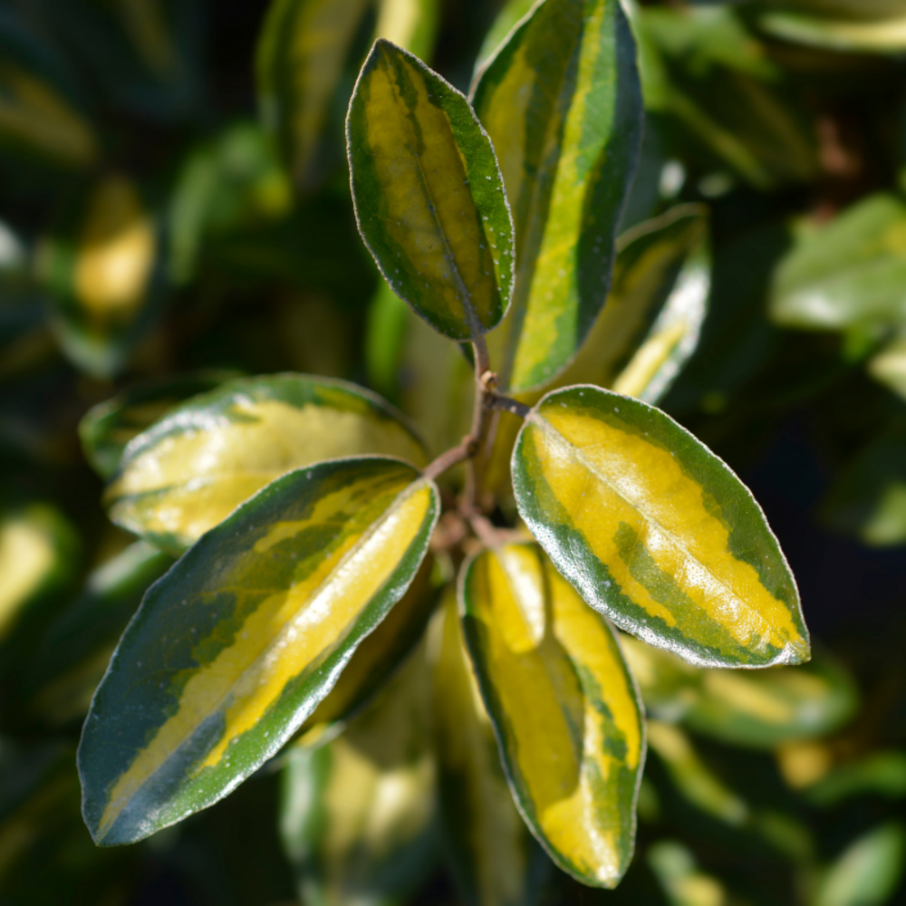 Chalef de ebbing - elaeagnus ebbingei limelight 40cm en pot