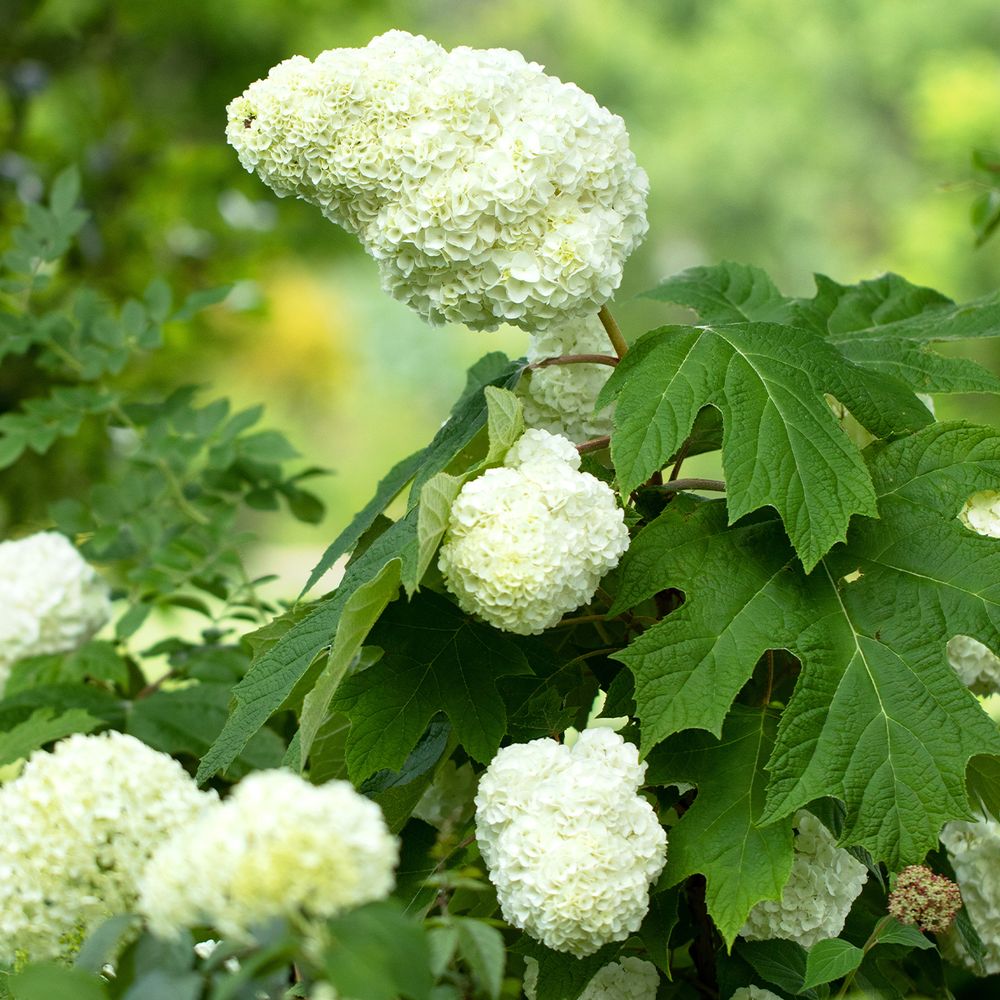 Hortensia à feuilles de chêne 'gatsby moon ' pot de 2l/3l