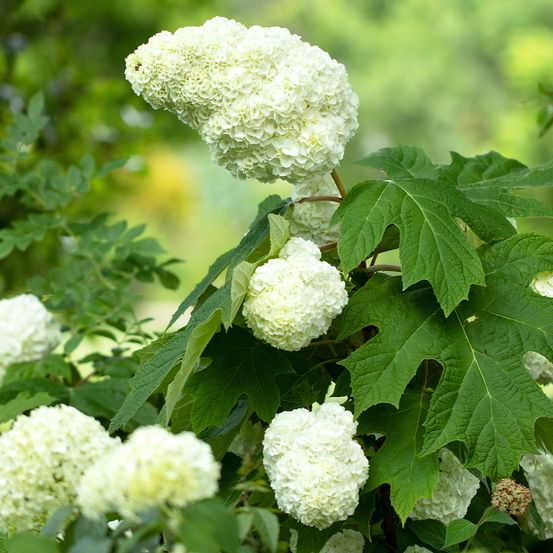 Hortensia à feuilles de chêne 'gatsby moon ' pot de 2l/3l
