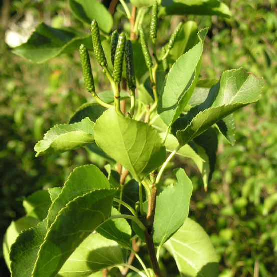 Aulne à feuilles en coeur (Alnus Cordata)