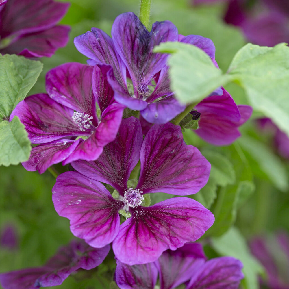 Mauve géante - le pot / ø 9cm