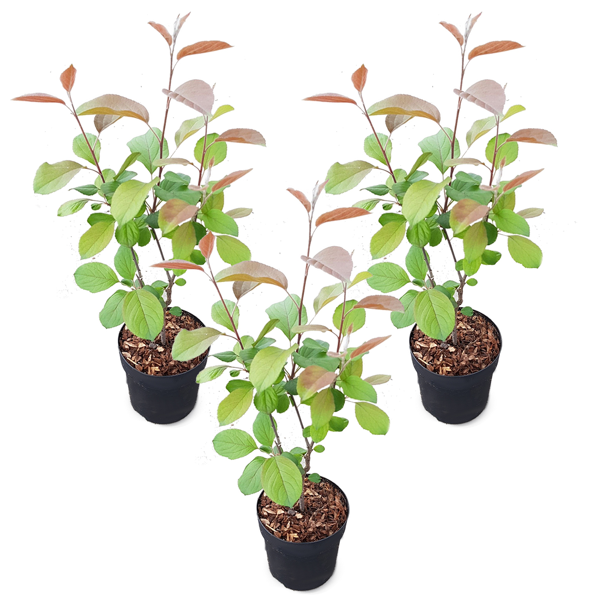 Pommier nain - malus 'appletini' par 3 pièces - plante d'extérieur en pot de pépinière ⌀13 cm - ↕15-20 cm