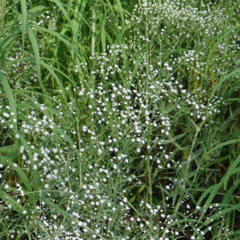 Gypsophile paniculée lot de 3 godets