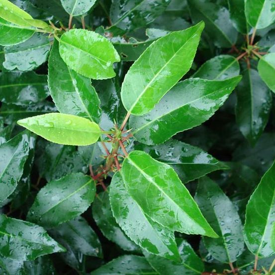 Laurier du portugal 'angustifolia' godet de 8/9 cm