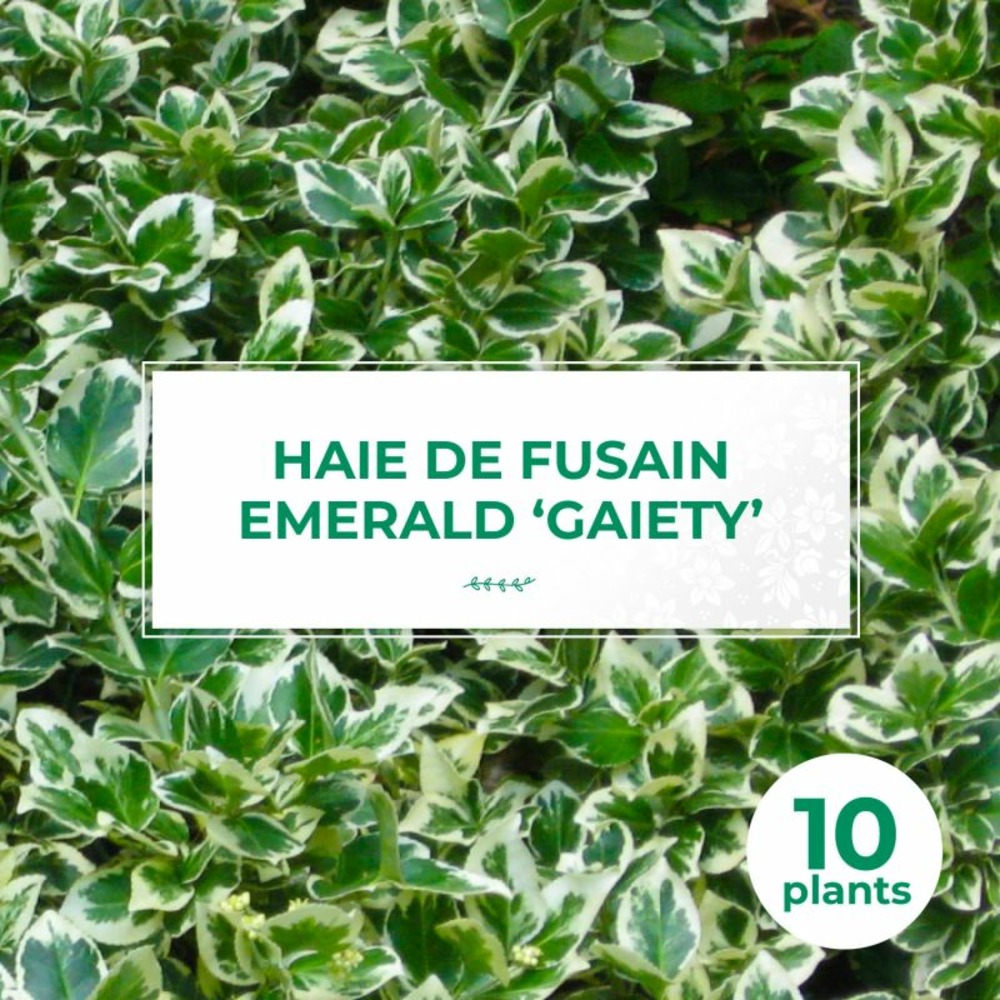 10 Fusain Emerald 'Gaiety' (Euonymus Fortu…
