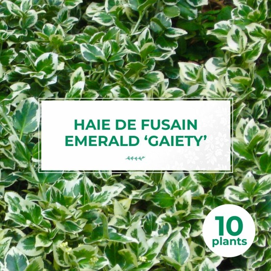 10 Fusain Emerald 'Gaiety' (Euonymus Fortu…