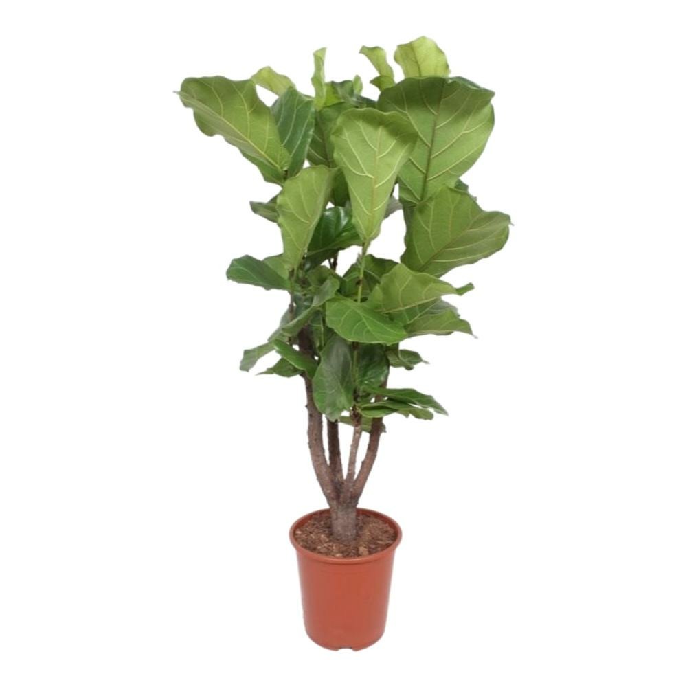 Ficus lyrata, figuier violon, pot de 27cm, plante solitaire, joliment ramifiée