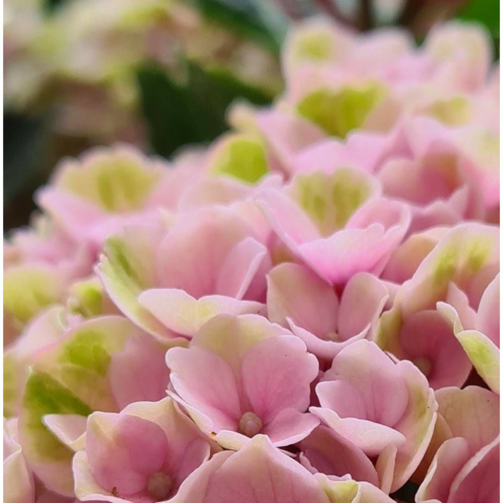 Hortensia valvert®, hydrangea macrophylla pot de 1,5l - 20/40 cm