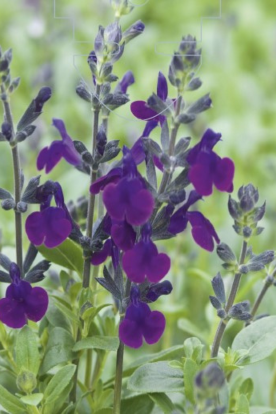 Sauge 'violette de loire' - en pot de 3 litres