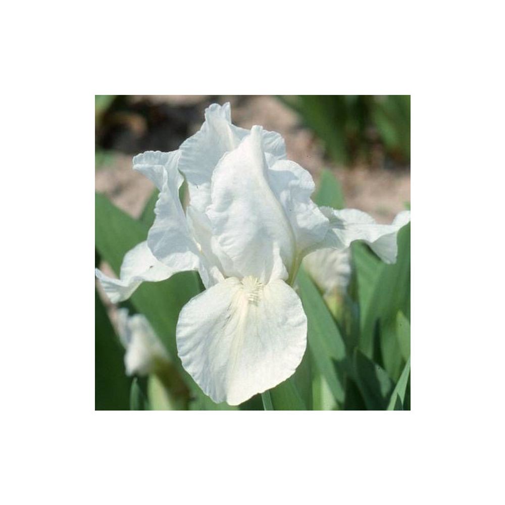 Iris nain lilliput lilli white lot de 9 godets