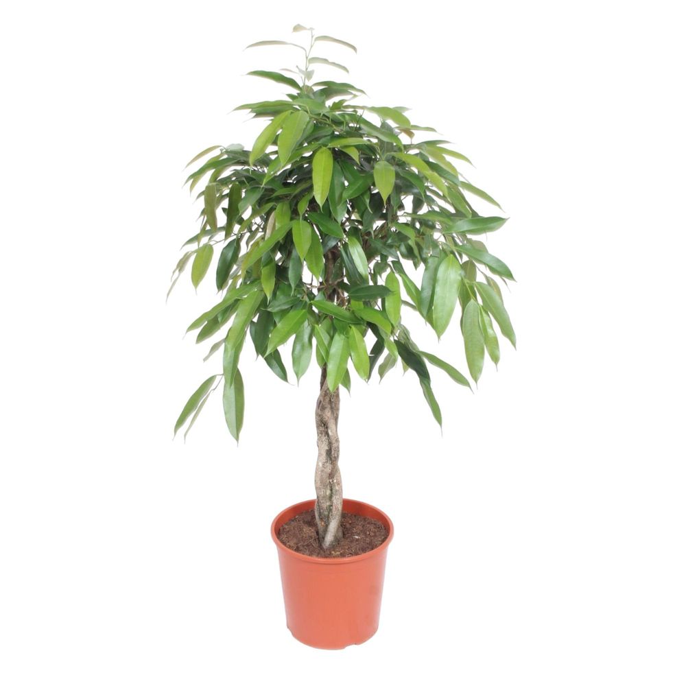 Ficus amstel king - plantes d'intérieur