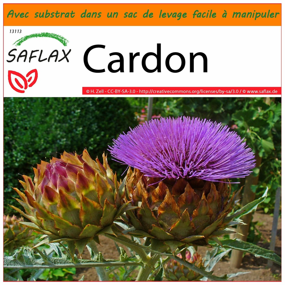 Garden in the bag - cardon - 50 graines - cynara cardunculus